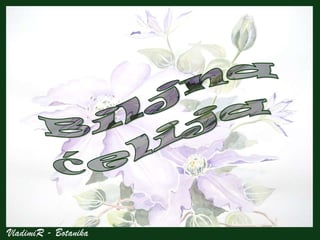 Ćelija: osnovna gradivna i funkcionalna jedinica živih organizama