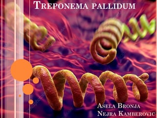 Treponema pallidum
