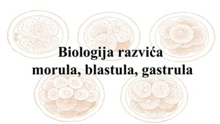 Biologija razvića