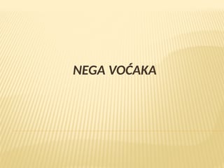 Nega voćaka