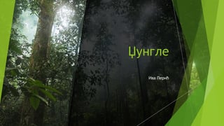 Dzungle – Biologija, prezentacija