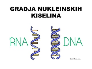 Građa nukleinskih kiselina