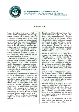 Rezidba crne ribizle: saveti i tehnike