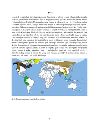 Medvjedi – Ursidae