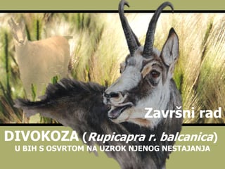 Divokoza (rupicapra r. balcanica) u bih s osvrtom na uzrok njenog nestajanja