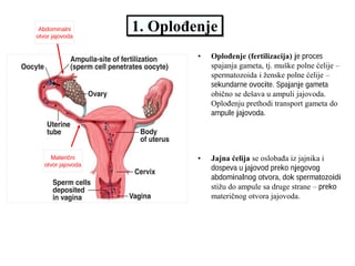 Prenatalni razvoj čoveka: skripta
