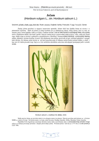 Ječam (Hordeum vulgare L., sin. Hordeum sativum L.)