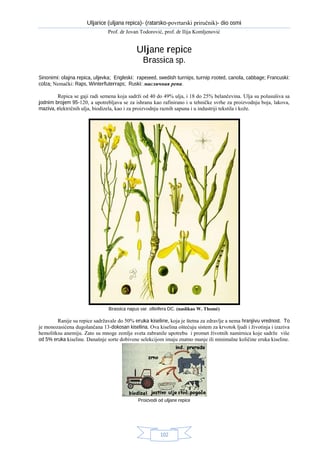 Uljana repica (Brassica sp.)