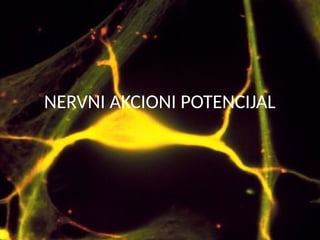 Nervni akcioni potencijal