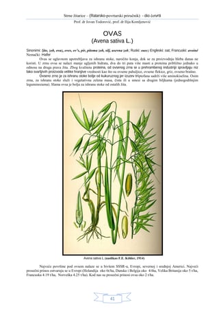 OVAS (Avena sativa L.)