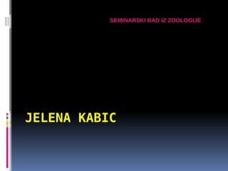 Zmije: anatomija, fiziologija i podela