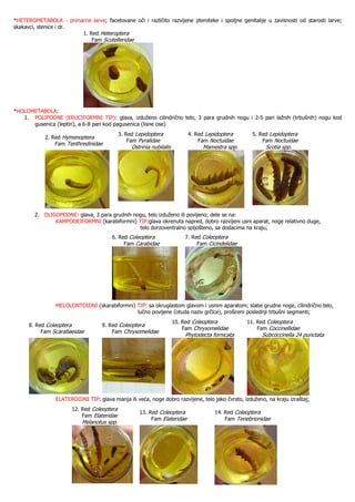 Entomologija – Larve i lutke