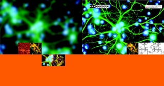 Opšta fiziologija životinja