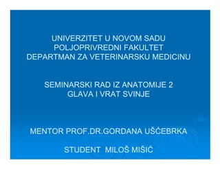 Topografska anatomija svinje