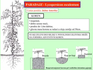 Proizvodnja rasada paradajza: skripta