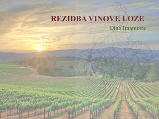 Rezidba vinove loze
