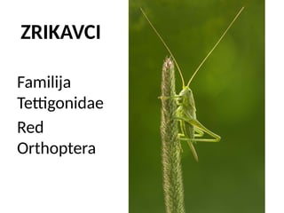 Zrikavci: familija Tettigonidae, red Orthoptera