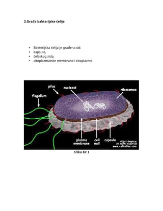 Građa bakterijske ćelije