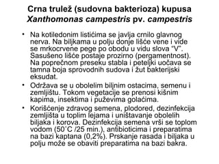 Fitopatologija – Bakterioze