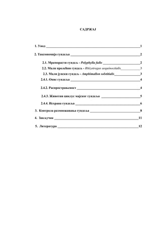 Gundelj – Melolontha melolontha