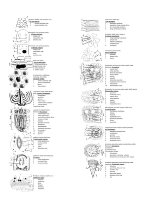 Botanika – Preparati