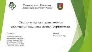 Sistematika kulturne loze sa evolucijom nastanka loznog sortimenta