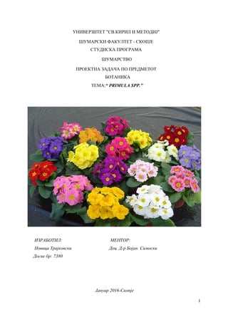 Jagorčevina – Primula spp.