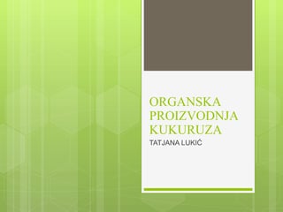 Organska proizvodnja kukuruza