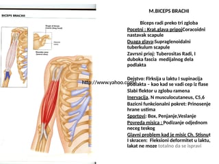 Anatomija mišića: biceps, brachialis, triceps, podlaktica i šaka
