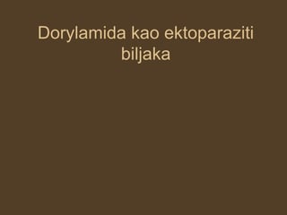 Dorylamida kao ektoparaziti biljaka