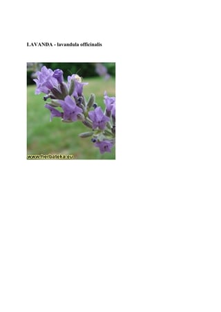 Lavanda (lavandula officinalis): uzgoj, karakteristike i isplativost