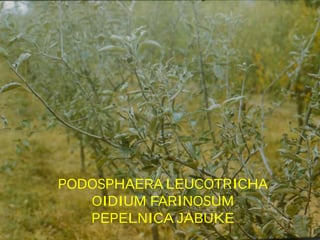 Mikoze voćaka i vinove loze