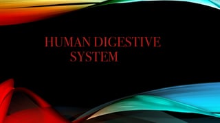Human digestive