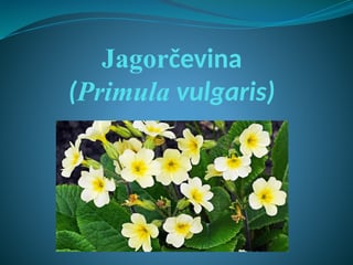 Jagorčevina