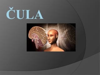 Čula: koža, ukus i vid