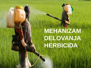 Mehanizam delovanja herbicida