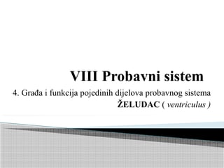 Želudac: anatomija i fiziologija