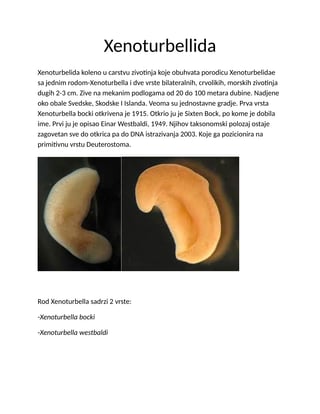 Xenoturbellida