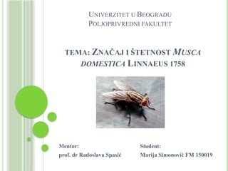 Značaj i štetnost Musca domestica Linnaeus 1758