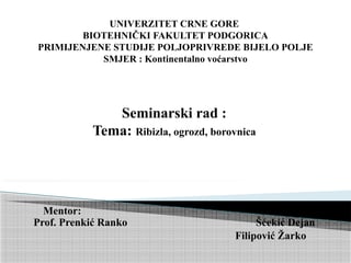 Ribizla ogrozd borovnica