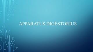 Apparatus digestorius
