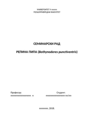 Repina pipa – Bothynoderes punctiventris