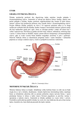 Varenje hrane u želucu